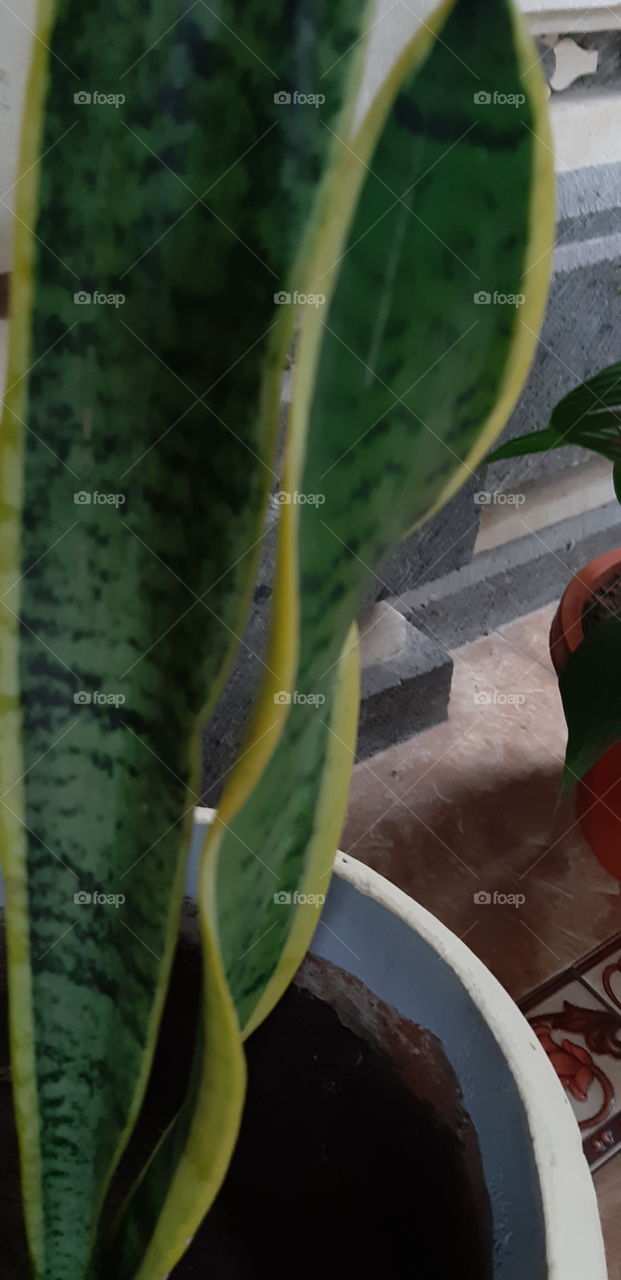 A close up photo of sansevieria's leaves. Sansevieria is categorized as decorative plant and commonly found in tropical countries like Indonesia. In Indonesia, this plant is known as "lidah mertua".