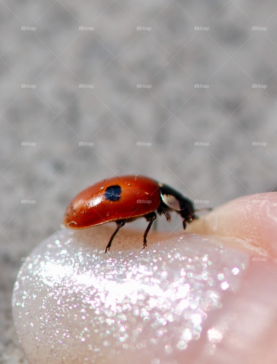Ladybird on glitter