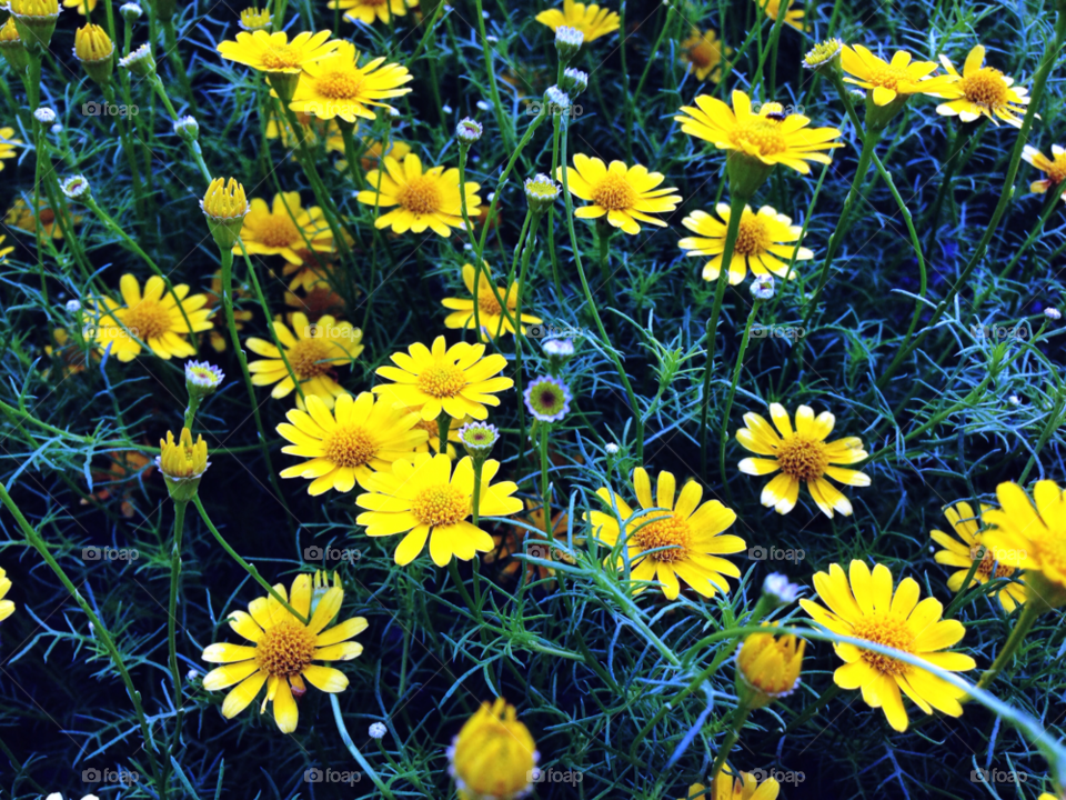 green garden yellow flower by Daisyft