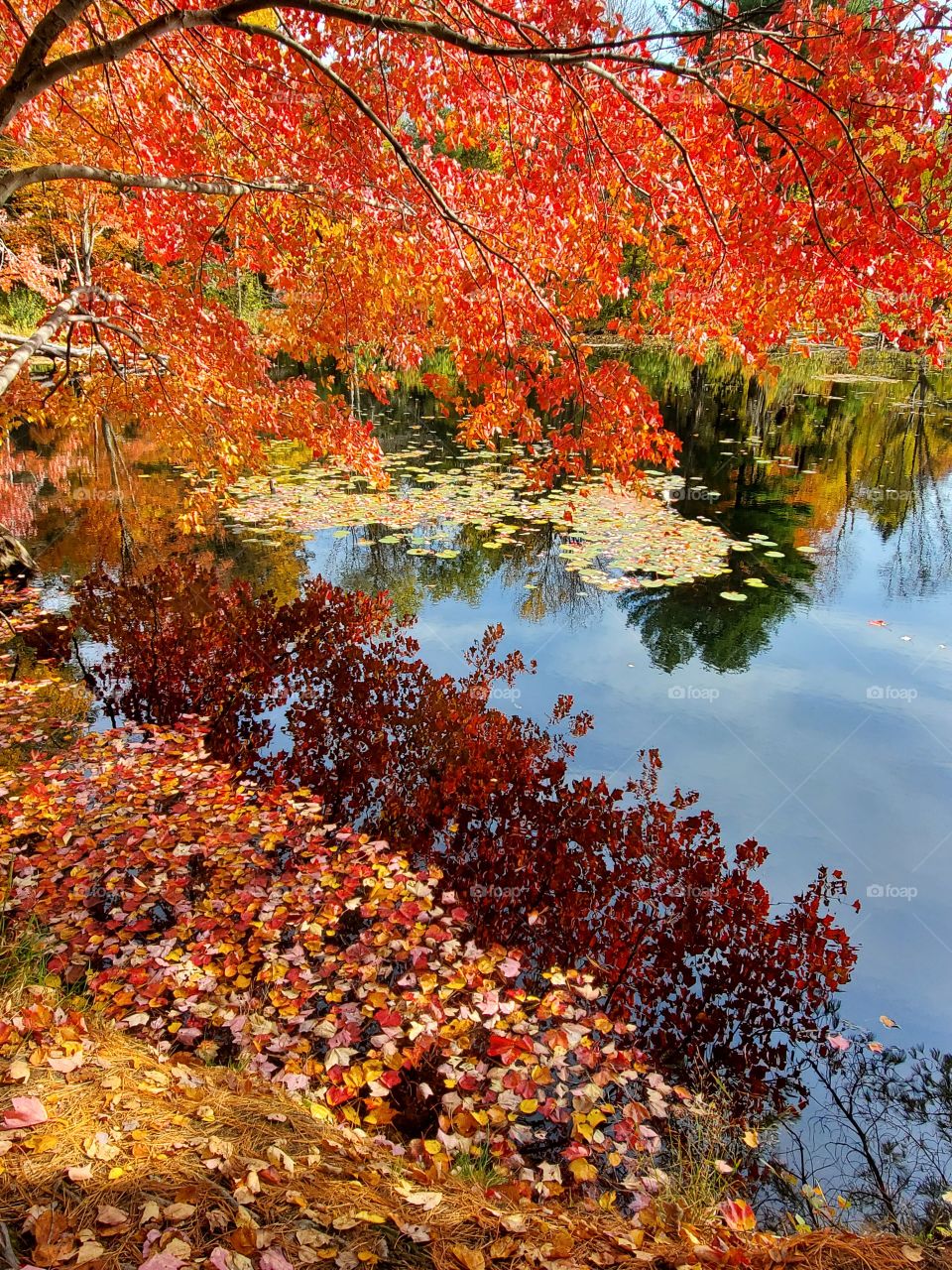fall reflection