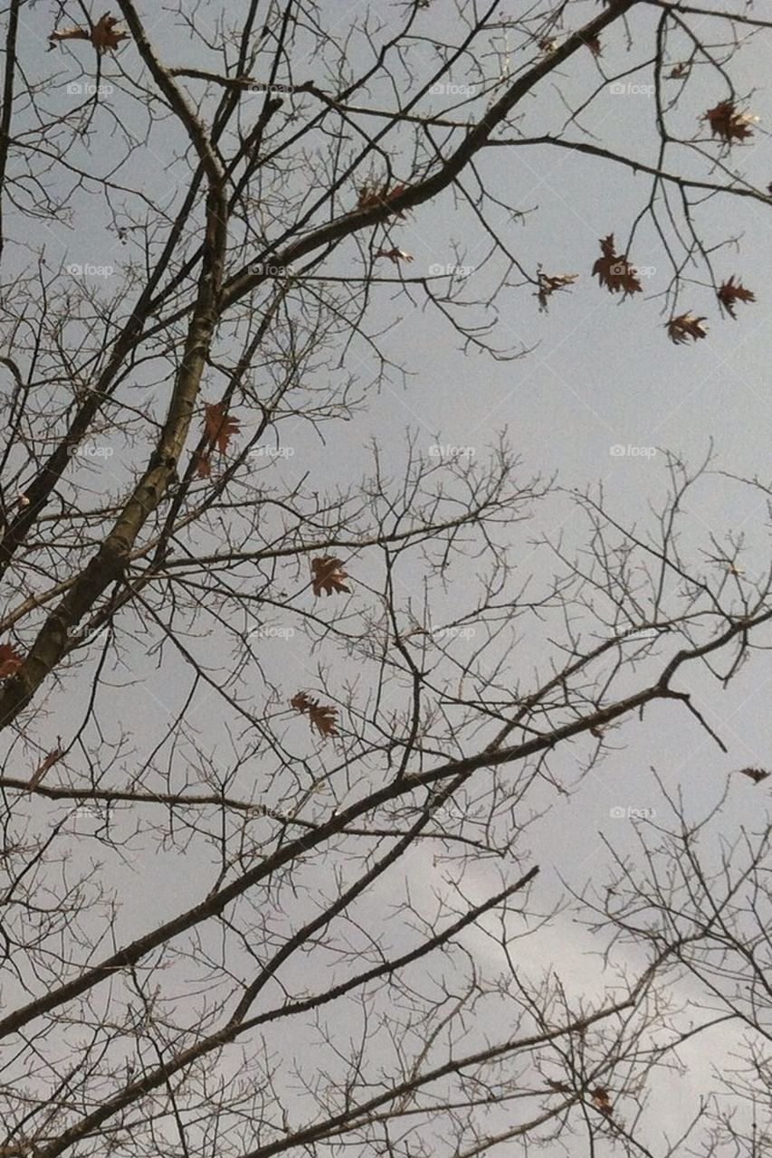 Only a few lingering oak leaves