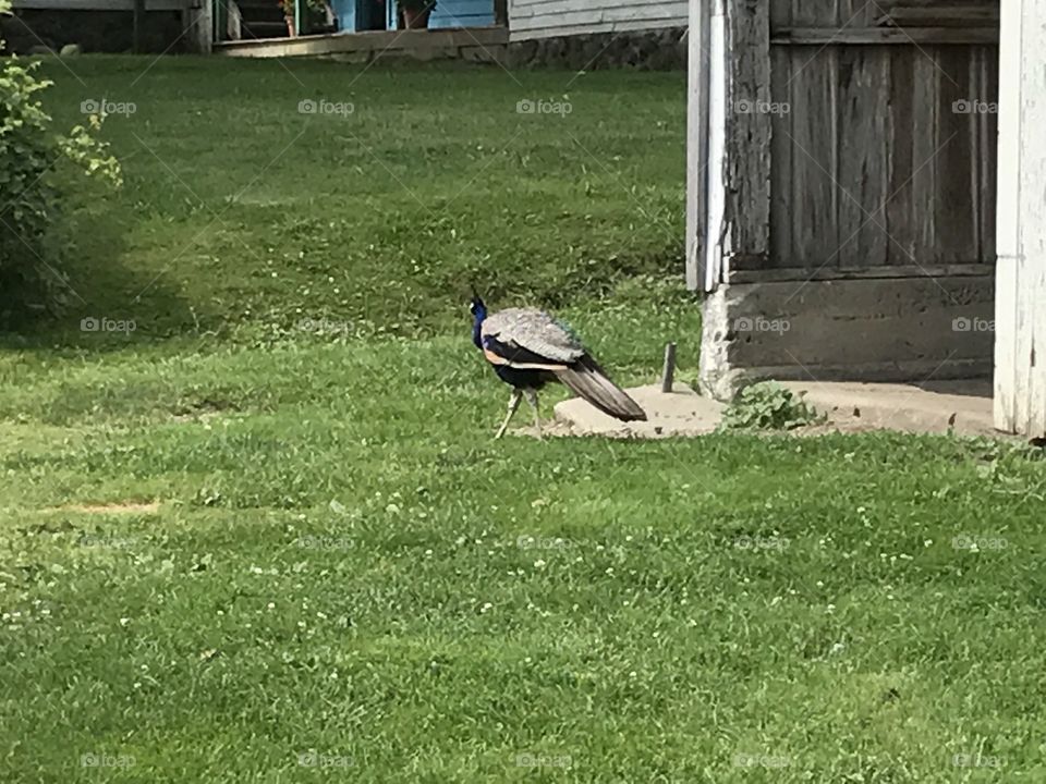 Grass, Nature, Summer, Lawn, Bird