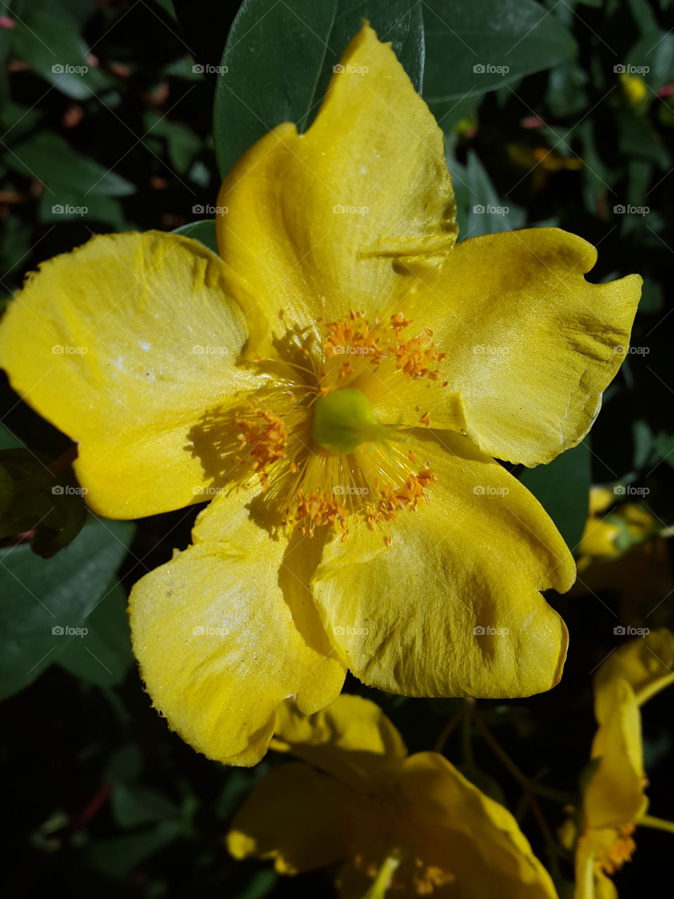 another yellow bloom to brighten the days