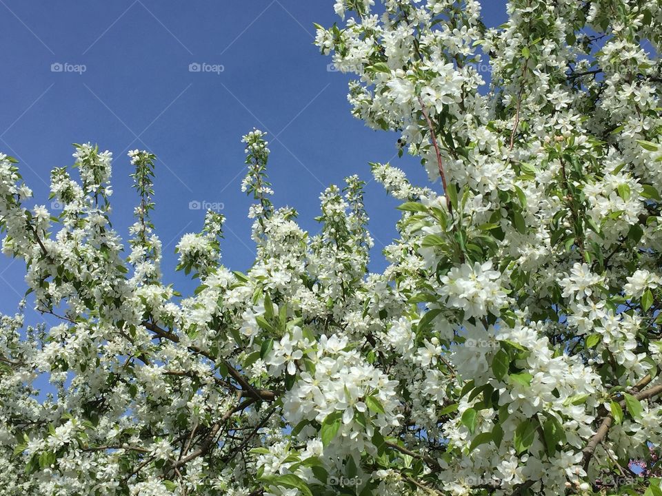 White apple blossoms 