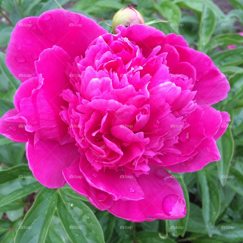 Peony 
