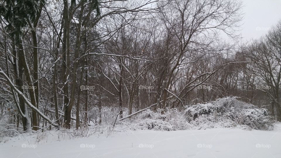 winter forest