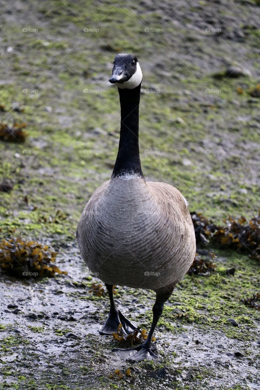 This Canadian goose was walking through an estuary while searching for food. Friendly and curious! 