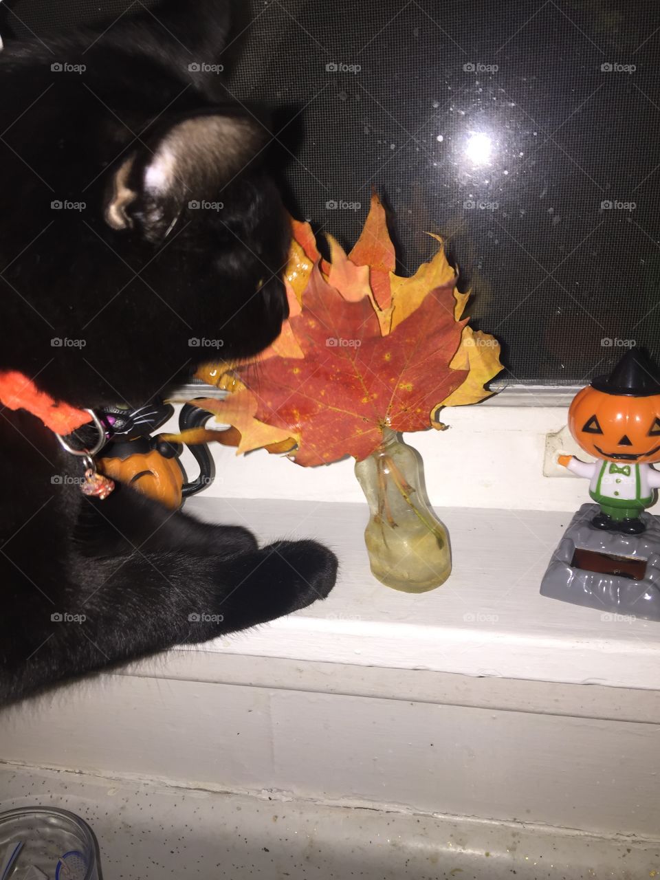 Meep the cat trying to eat the fall leaves so cute