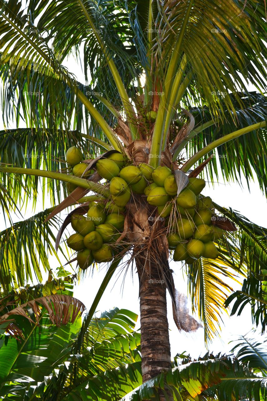 Palm tree with coconuts. coconut palm