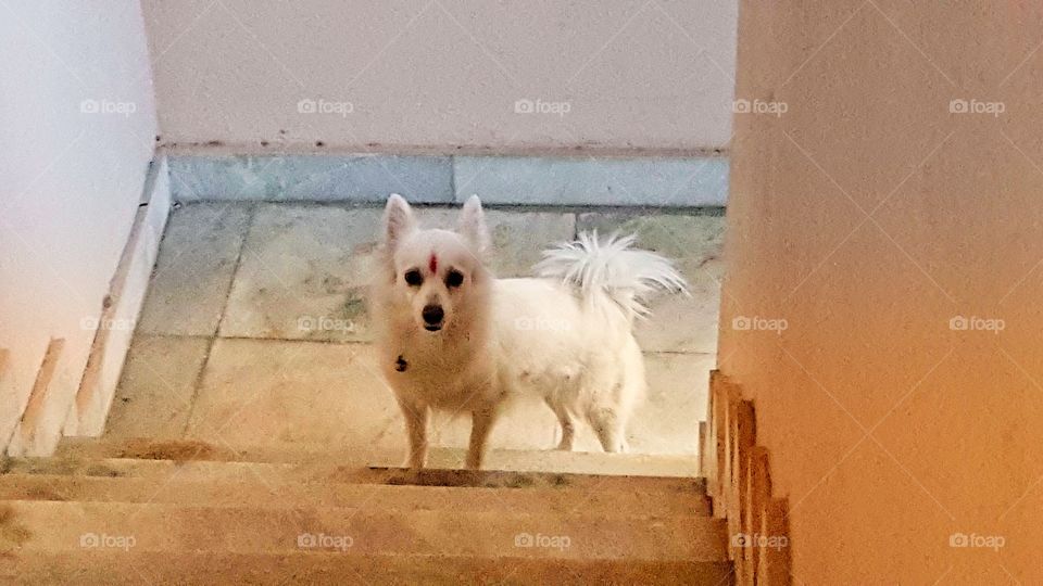#dog #pet #petlove #Pomeranian #white #look #casuallook #mammal #indoor