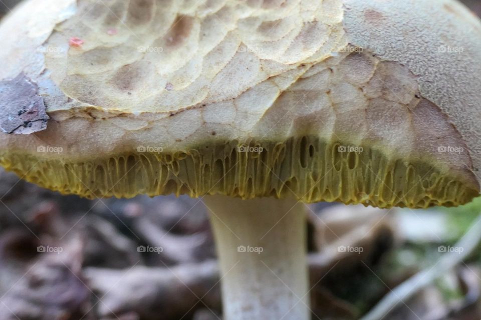 Side view of a white nibbled mushroom