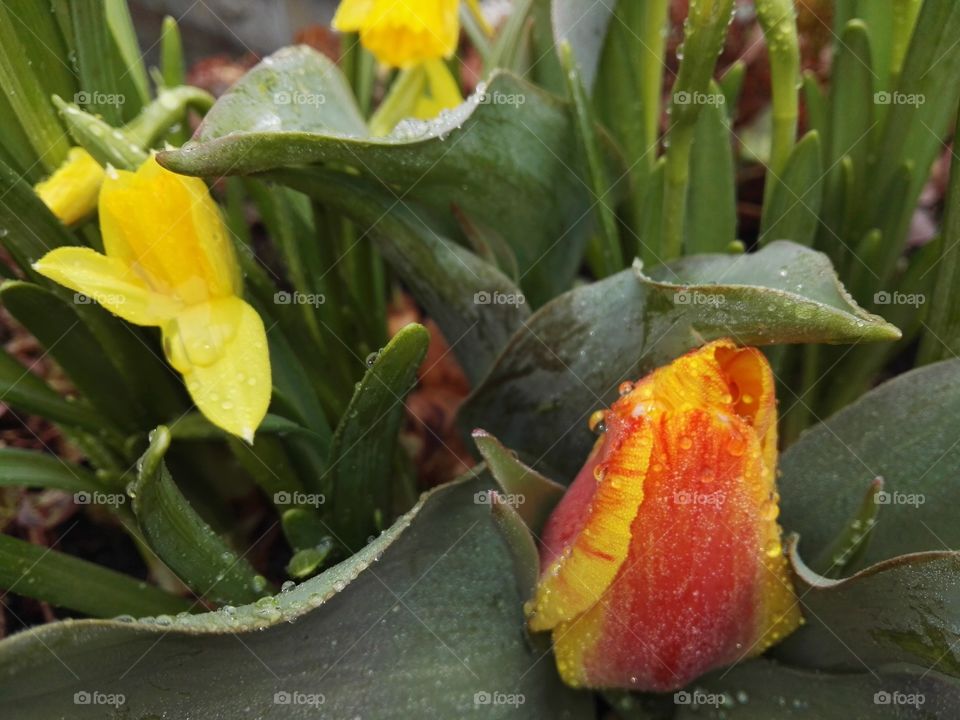 wet spring flowers