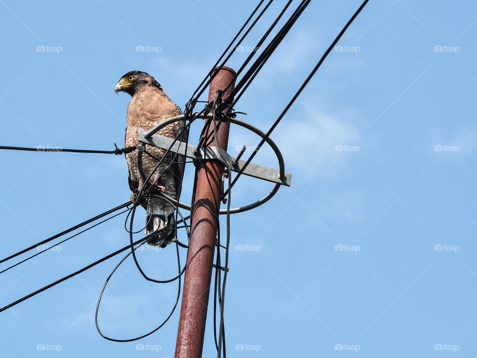 Urbanised eagle