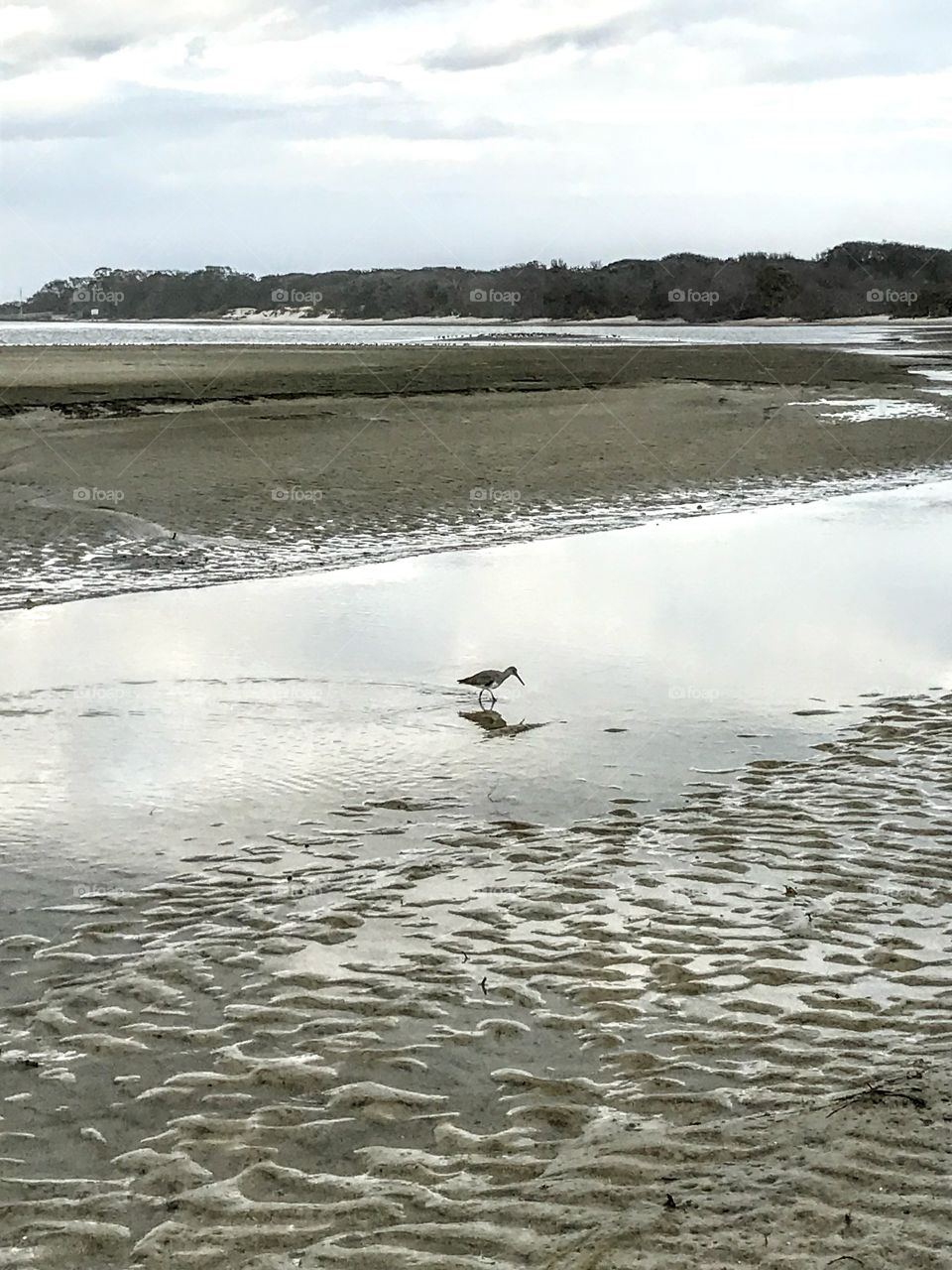Shorebird (Willet)feeding in brackish waters at Matanzas Inlet