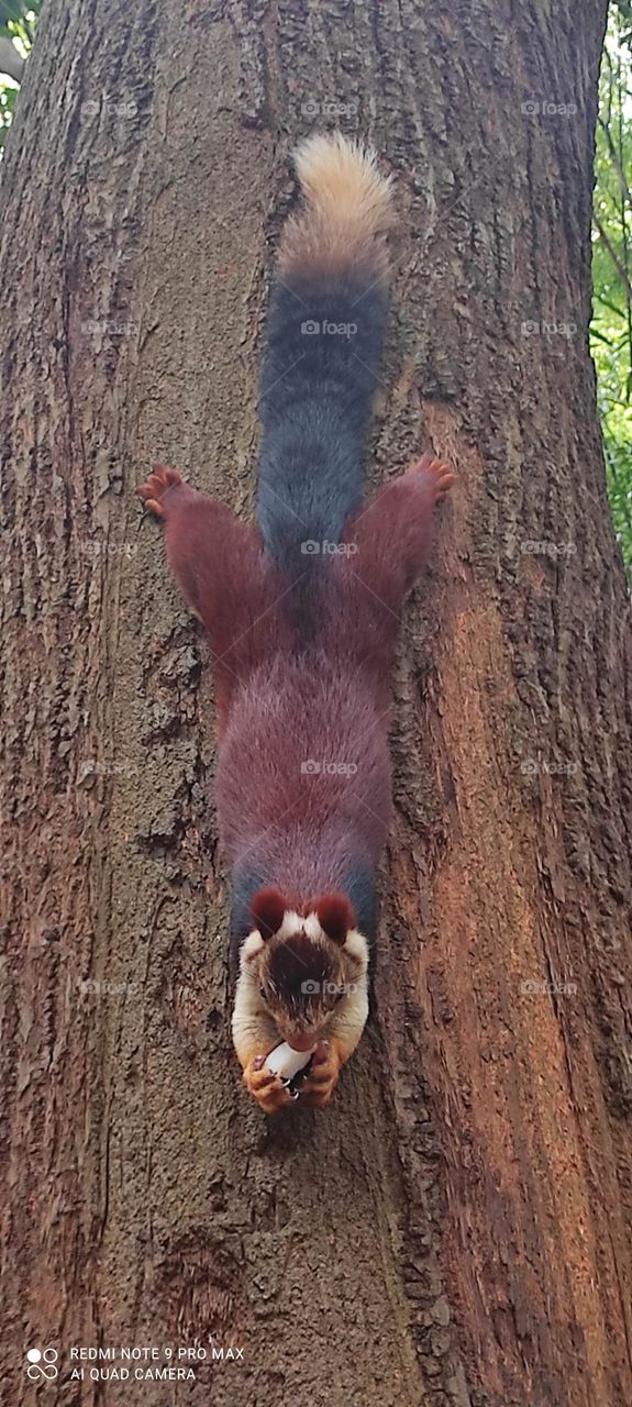 playing and eating with pet animal