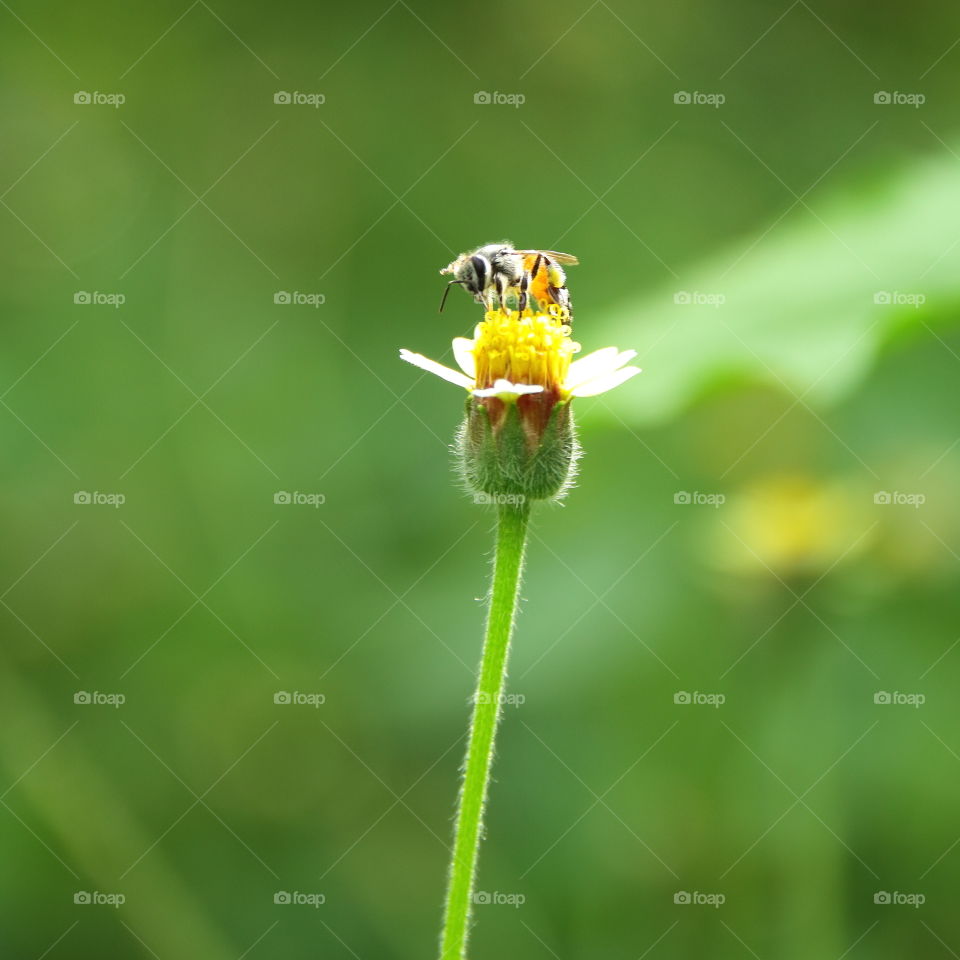 flowers, bee