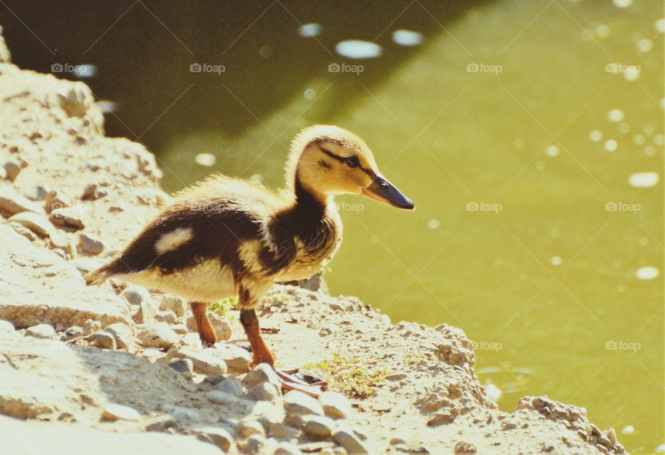 duckling 🐥