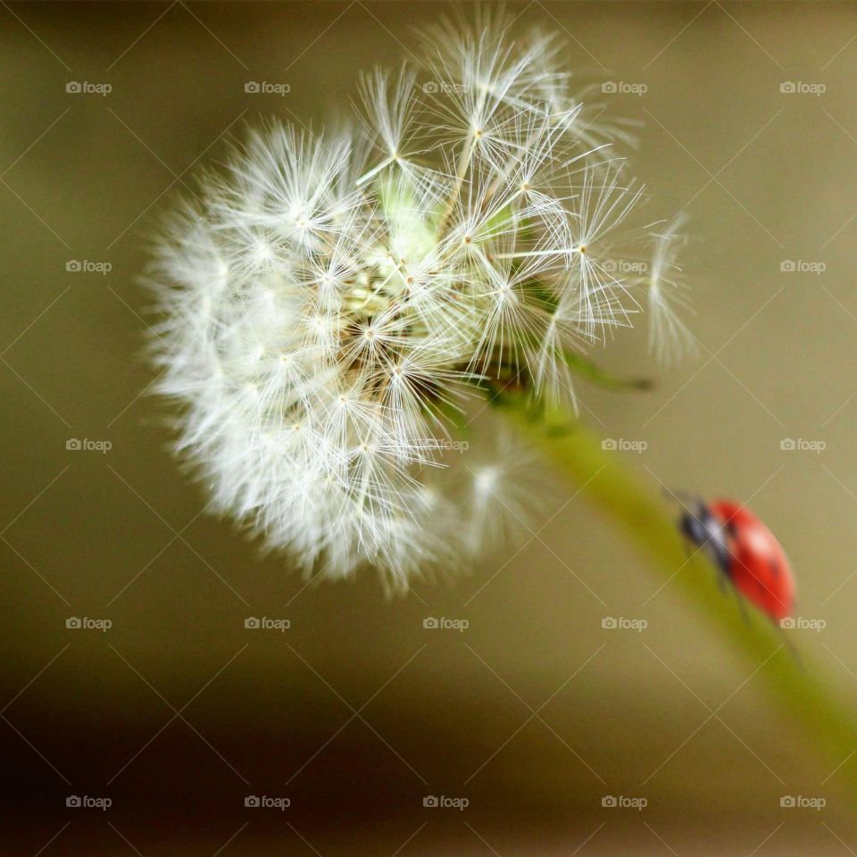 Close-up of a dandelion 