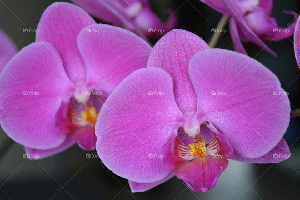 purple orchid flower house plants love