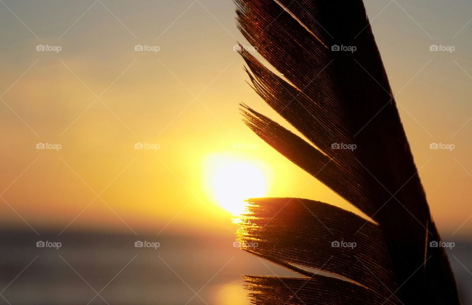 feather in the sun