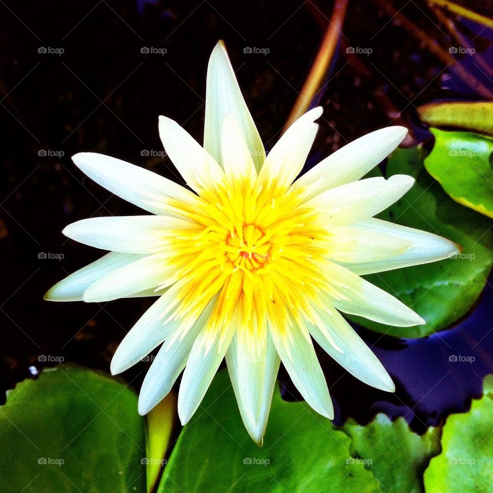 Beautiful lotus in water