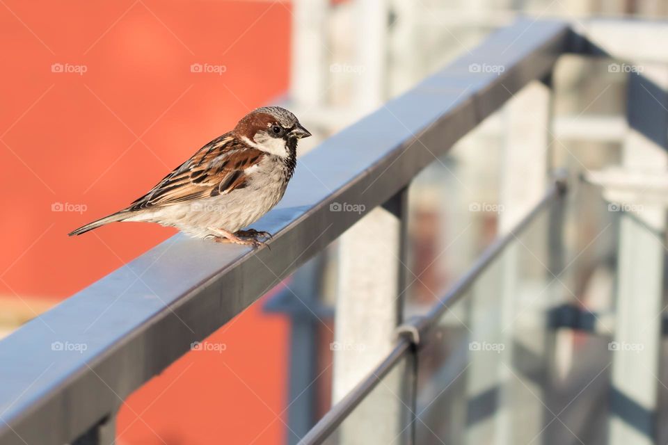 Little sparrow bird sitting on the balcony metal railing in the middle of the city 