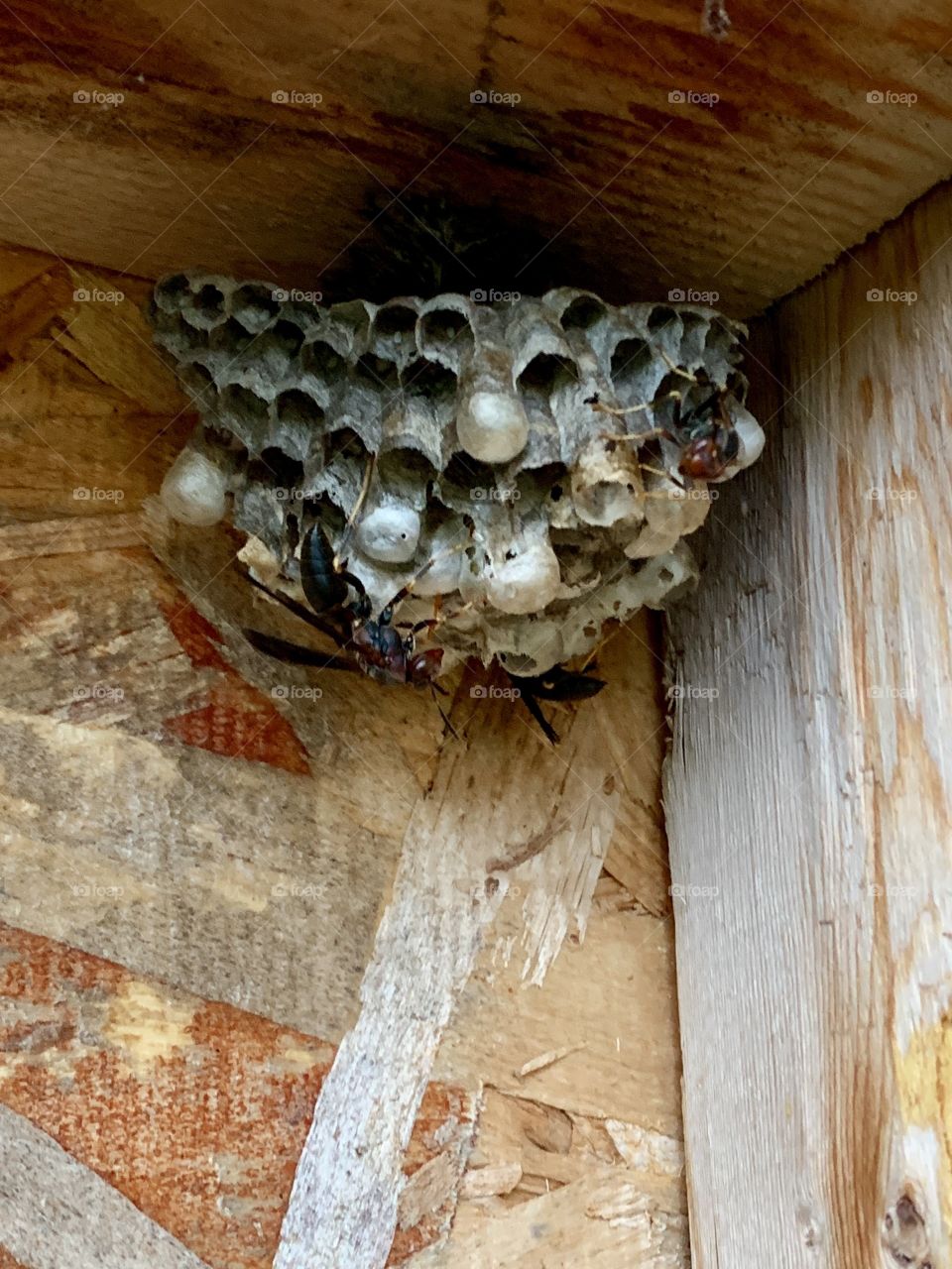 Wasps and nest in the corner of a wooden structure