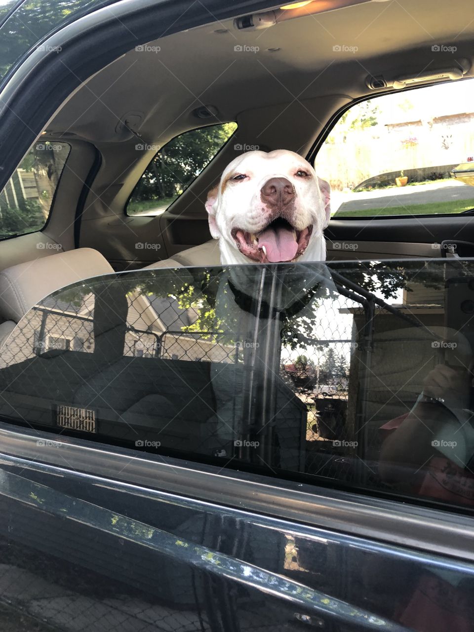 Zeus my pit bull riding in the car.