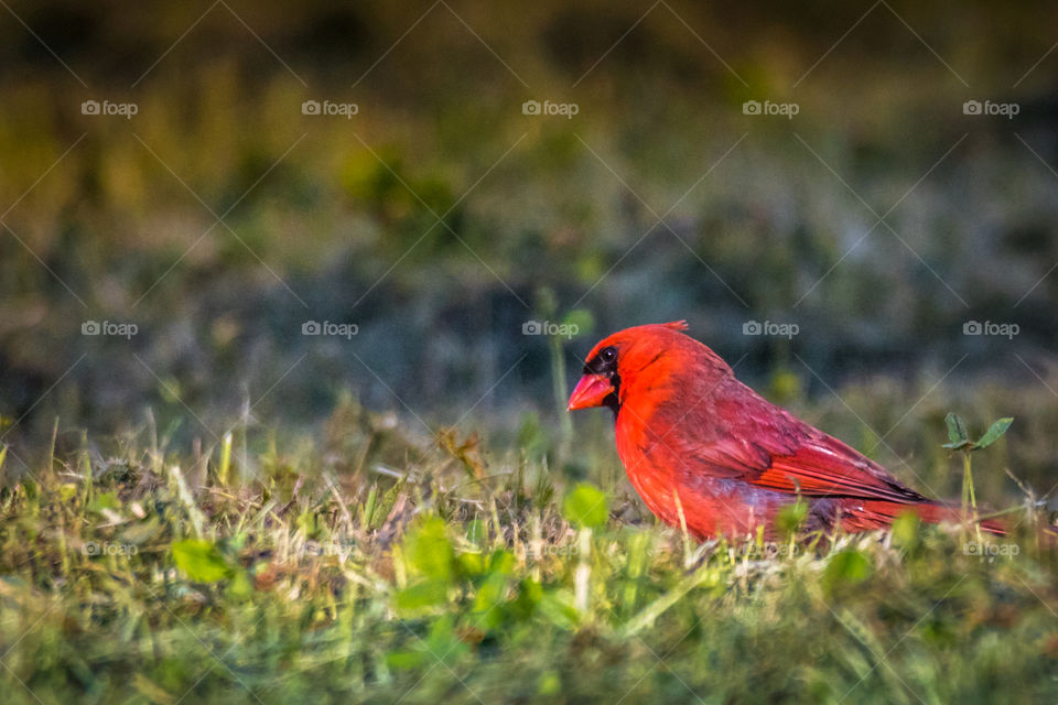 Bright red cardinal in the grass searching for food