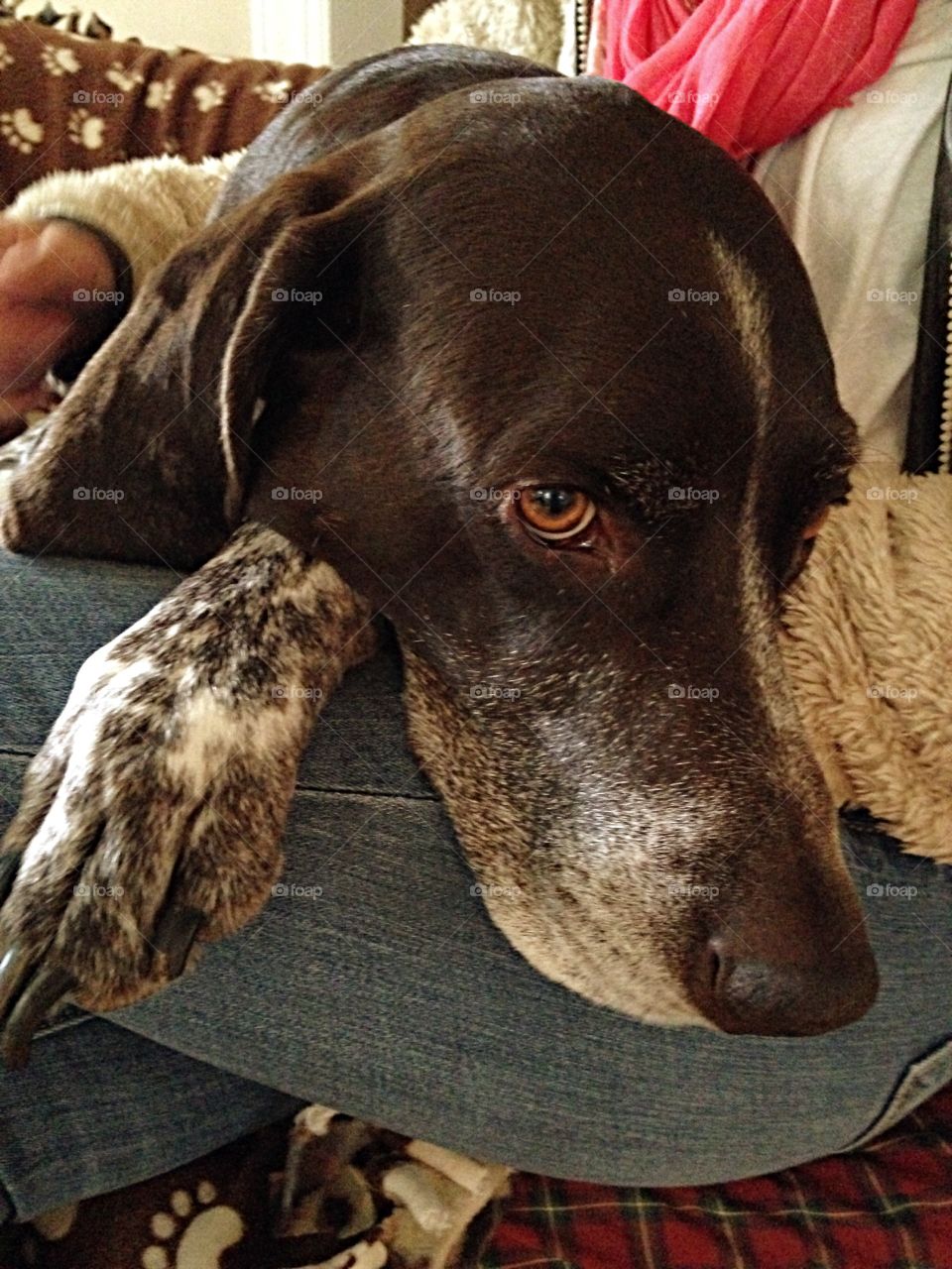 German shorthaired pointer