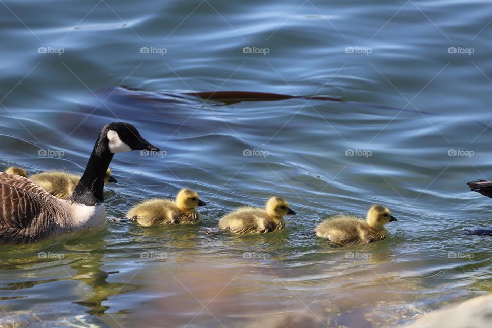 Duck and ducklings swimming on the ocean 