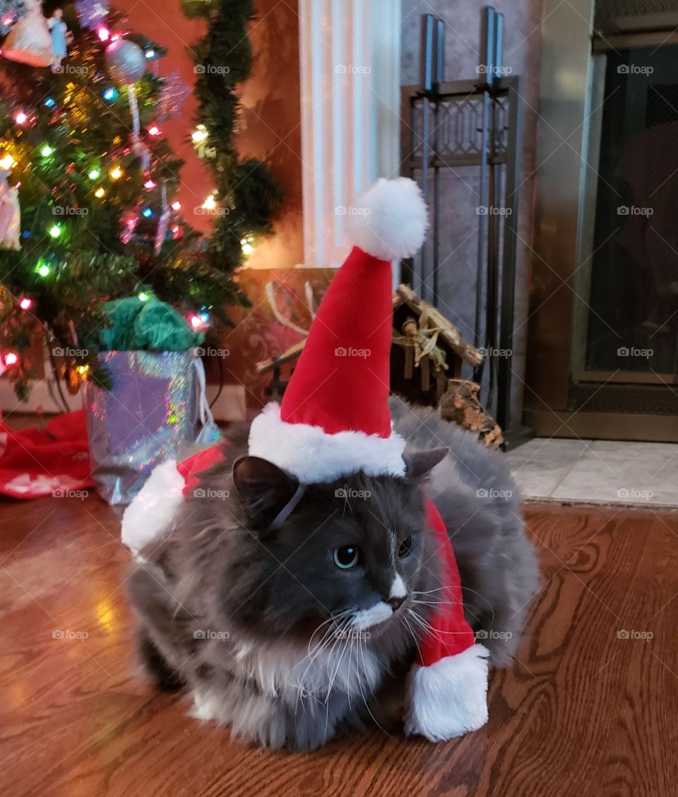 Cat playing Santa Claus during the holidays.