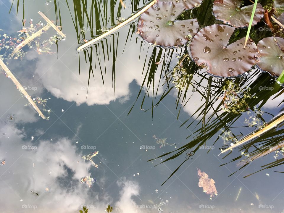 Reflection in the pond.Springtime