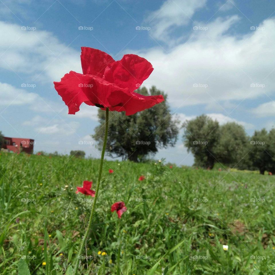 Beautiful red flower in the field.