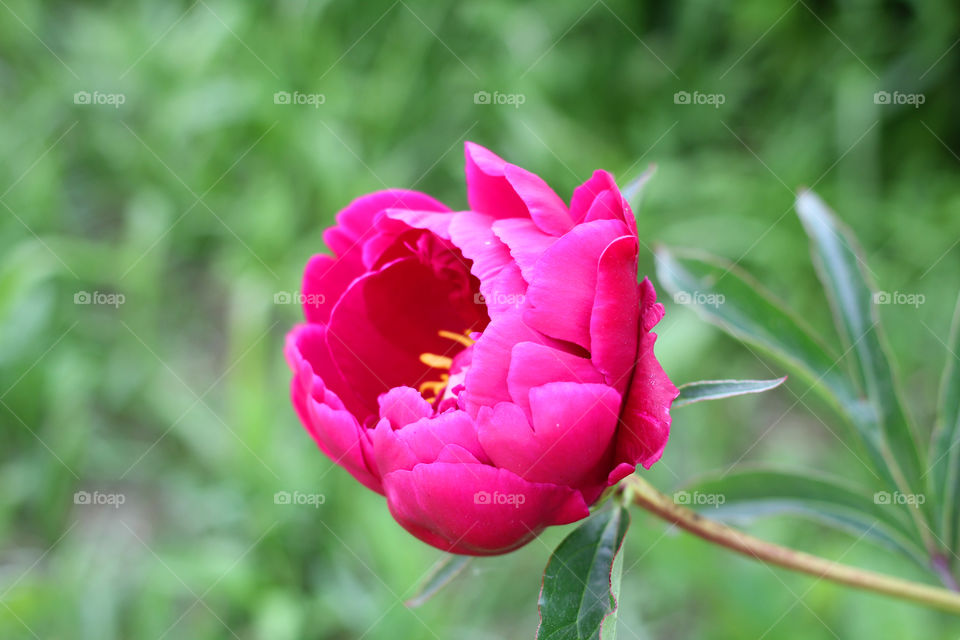 Peony, peonies, roses, pink, red, white, flowers, bouquet, summer, sun, nature. Landscape, still-life, village, flowerbed, plant, vegetation, grass, decor, fluffy, fluffy flowers, bulk flowers, plush flowers, petals, buds, leaves