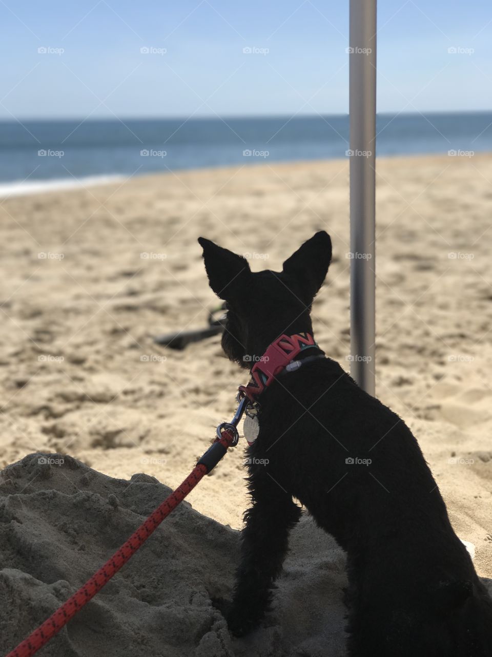 OBX Vacation with Schnauzer 