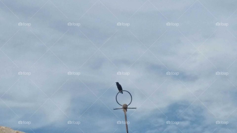 Beautiful black bird on electric line