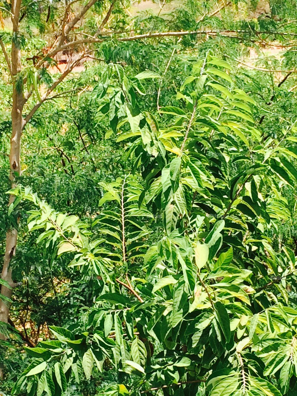 green nature 