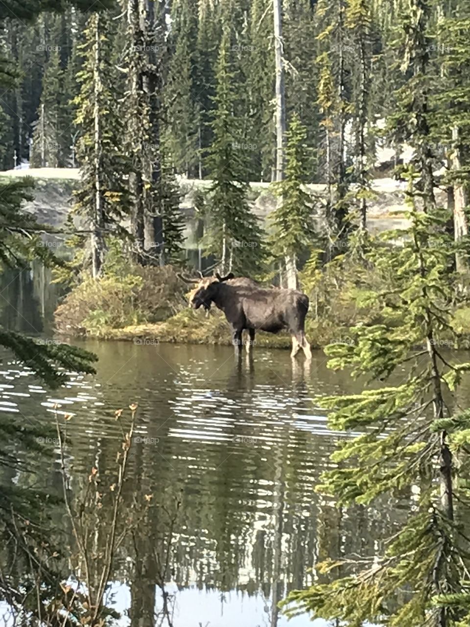 Good Morning Moose!
