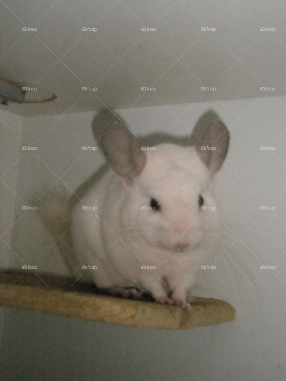 chinchilla