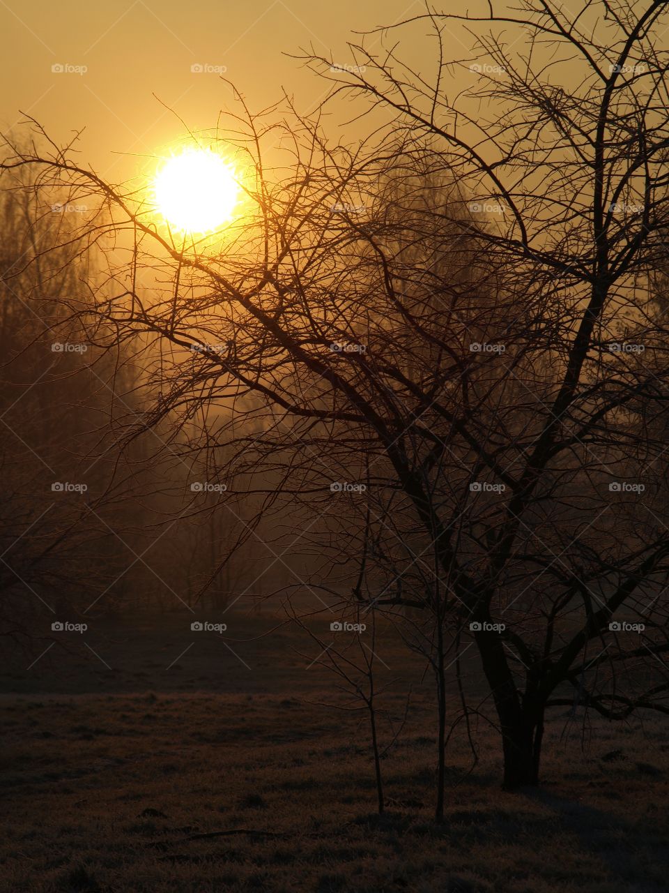Trees, winter, sunrise