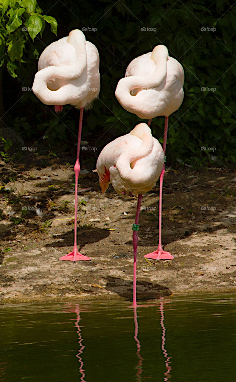 Three funny flamingos