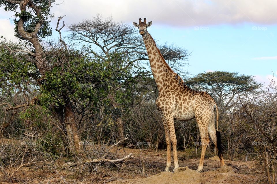 Giraffe, Wildlife, Nature, Savanna, Mammal
