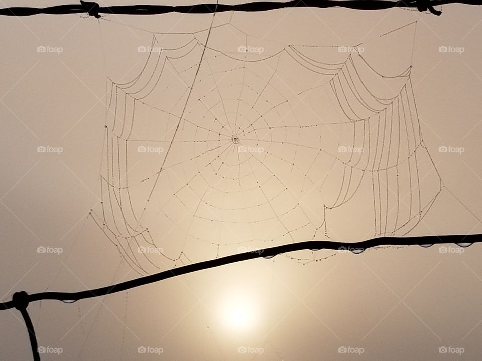 web