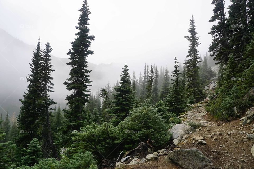 Foggy hike