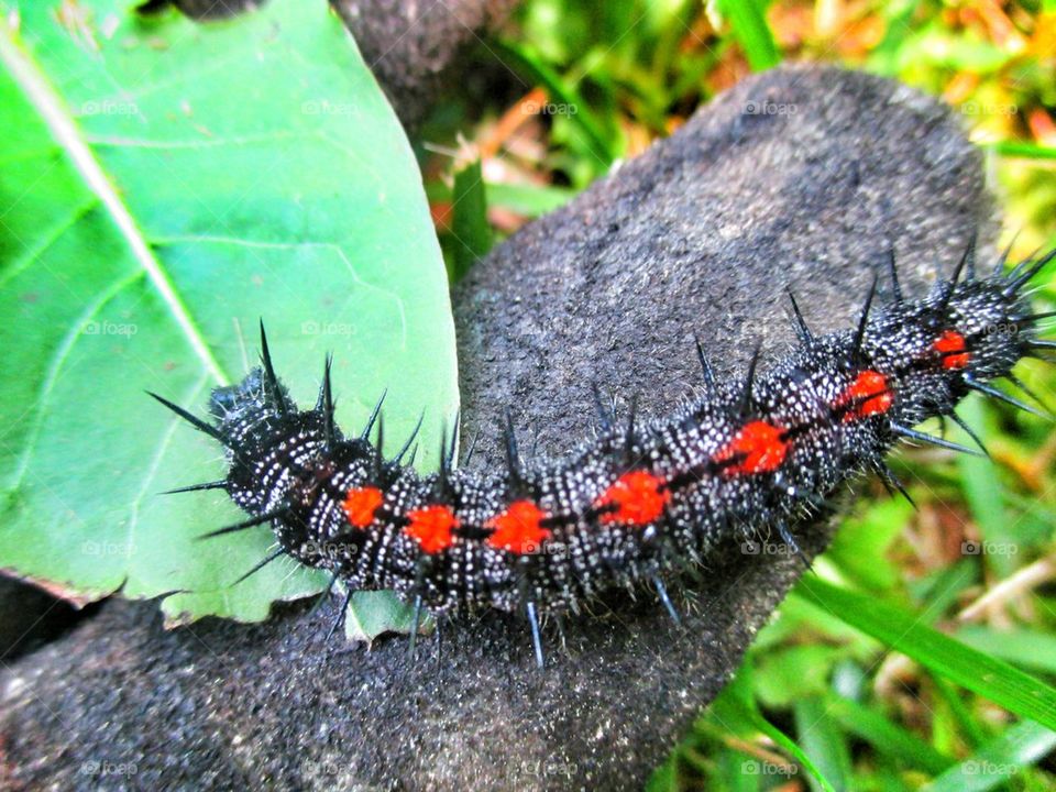 caterpillar 