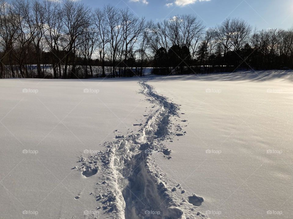 Snow shoe trail in deep powder at a Milwaukee County Park on a bright winter afternoon