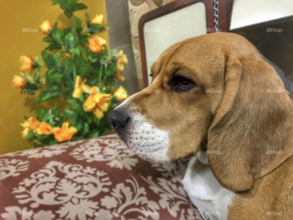 Candid Beagle