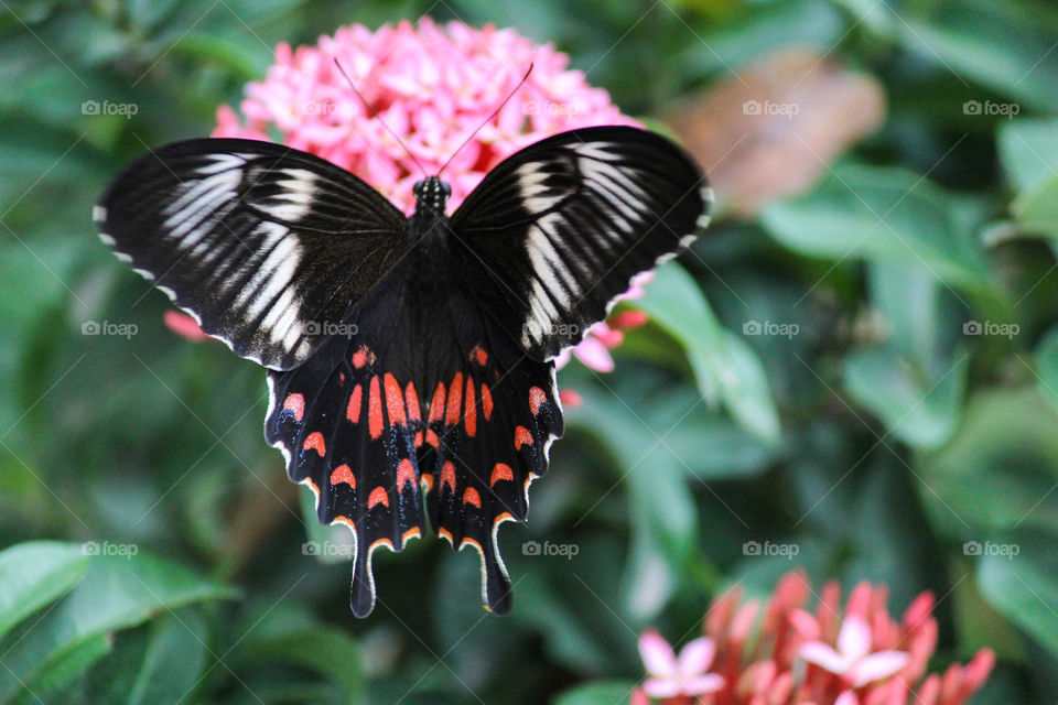 Beautiful butterfly