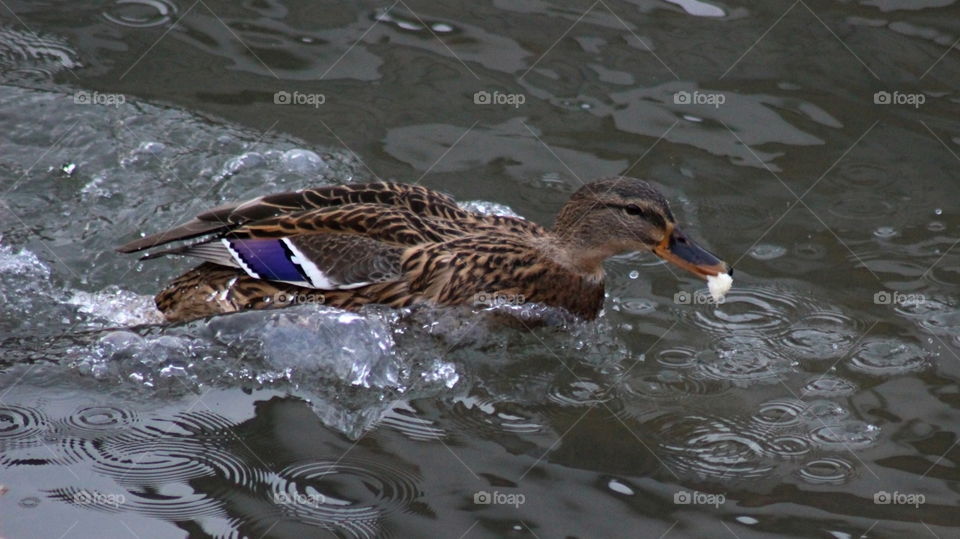 duck